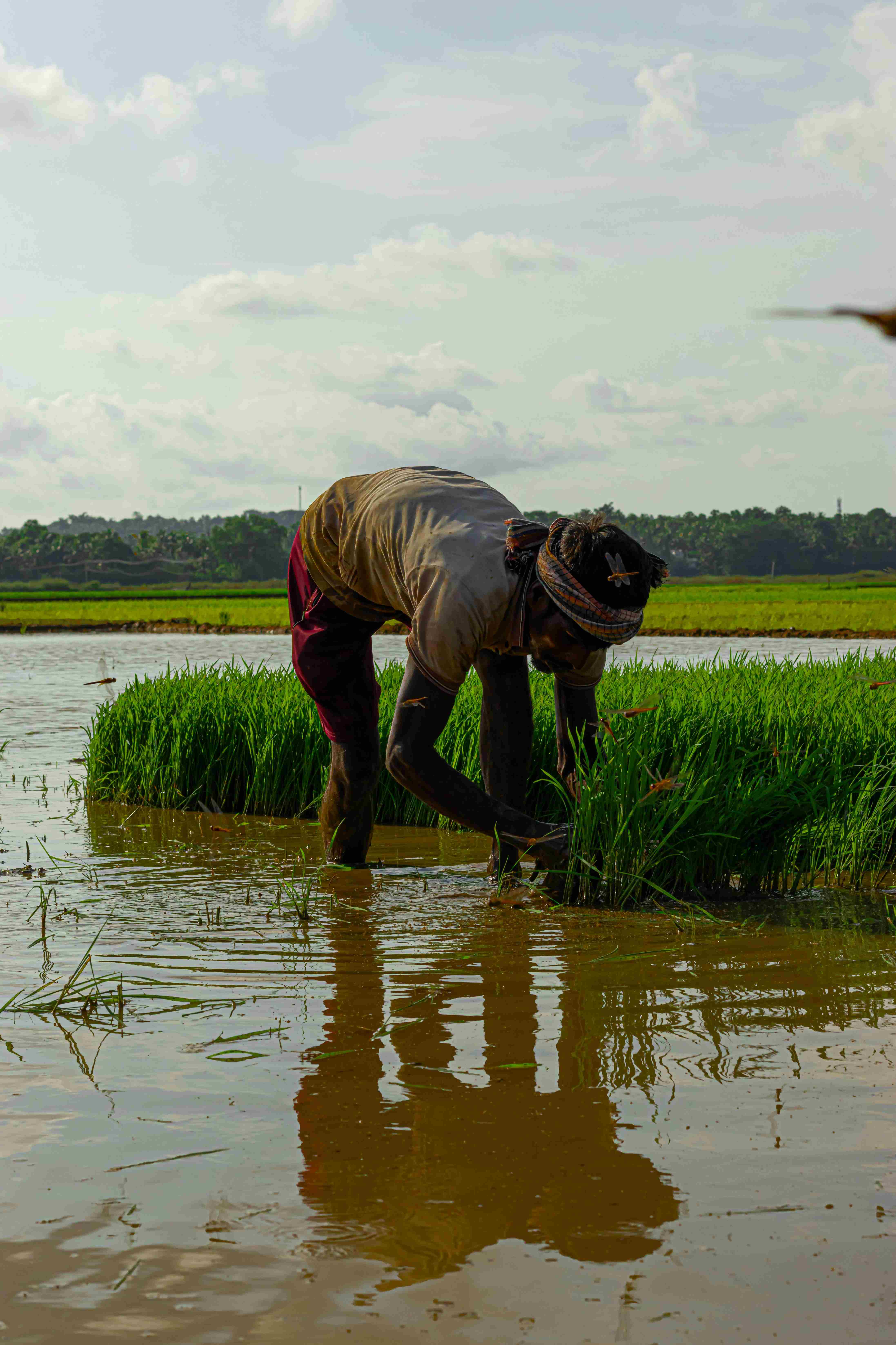 Organic farming images