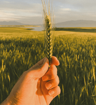 Crop harvesting visuals