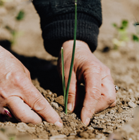 Organic farm planning at e-beru