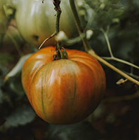 Quality organic products