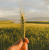 Delivery of organic produce